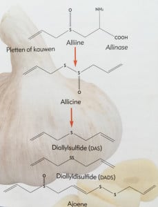 Allicine, knoflook, medicinaal